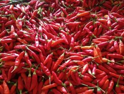 Harga Cabai Rawit di Sambas Merangkak Naik, Pemda Gelar Pasar Murah untuk Stabilkan Harga