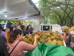 Durian Jemongko Asal Sanggau Ludes dalam 30 Menit, 800 Buah Diserbu Pembeli di Pontianak