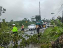 BPBD Bersama Dinas Perkim Dan Satlantas Polres Batu Bara Respon Cepat Penanganan Pohon Tumbang