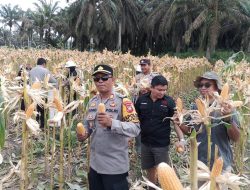 Hasil Panen Jagung Demplot IV Polsek Mukok Meningkat, Program Lahan Produktif Berjalan Optimal