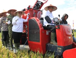Wagub Kalbar Krisantus Kurniawan Panen Padi di Mempawah, Presiden Prabowo Umumkan Swasembada Pangan Nasional
