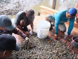 KUPS Silvofishery LPHD Dabong Sukses Panen Perdana 500 Kg Udang Vannamei