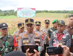 Kapolres Sanggau Pimpin Panen Raya Jagung Kuartal I di Sekayam, Dukung Asta Cita Ketahanan Pangan