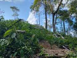 Aktivitas Sawit di Hutan Lindung Raja Mangor Jadi Sorotan, LSM Lingkungan Beri Penjelasan