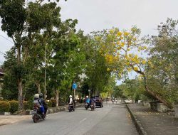 Tabebuya Bermekaran, Percantik Wajah Kota Pontianak Bak Musim Semi Jepang