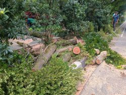 Pohon Bintaro Tumbang di Jalan Ahmad Yani Pontianak, Tiga Mobil Tertimpa