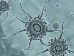 RSUD SSMA Pontianak Edukasi Masyarakat Waspada Virus Nipah, Tekankan Pencegahan Dini