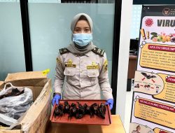 Barantin Tahan Daging Kelelawar dan 50 Kg Ikan Asin di PLBN Aruk, Cegah Risiko Penyakit Berbahaya