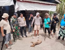 Dua Warga Sekayam Diserang Anjing Dilarikan Puskesmas