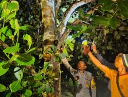 Warga Dusun Tunas Lino Ditemukan Tergantung di Pohon Nangka, Polisi Duga Bunuh Diri