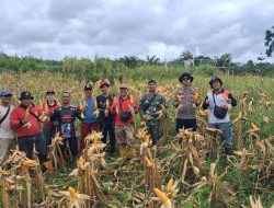 Desa Pandan Sembuat Gelar Panen Jagung Perdana, Dukung Ketahanan Pangan Nasional