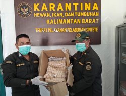 Karantina Kalbar Gagalkan Penyelundupan 502 Butir Telur Penyu di Pelabuhan Sintete
