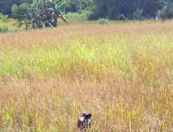 Diserang Hama Setiap Musim, Hasil Panen Petani Sajingan Terus Menurun