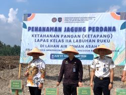 Bibit Kemandirian: Jagung Asahan Menuju Ketahanan Pangan