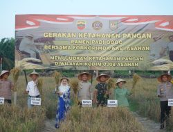 Kodim 0208/As Gelar Panen Raya Padi Gogo, Wabup Asahan Apresiasi Langkah TNI