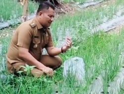 Wabup Asahan Tinjau Panen Bawang Merah, Diharapkan Jadi Komoditas Unggulan