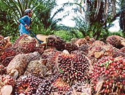 TBS Sawit Kalbar Periode II Maret 2026 Ditetapkan, Umur 10–20 Tahun Capai Rp3.450,92/Kg