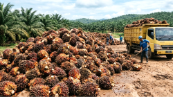 Harga TBS Sawit Kalbar Periode III Maret 2026 Tertinggi Capai Rp3.619,27 per Kg