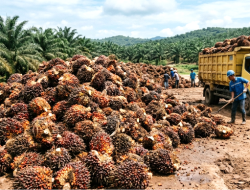 Harga TBS Sawit Kalbar Periode III Maret 2026 Tertinggi Capai Rp3.619,27 per Kg