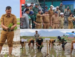 Bupati Monadi Pimpin Tanam Padi di Lahan Tidur, Pemkab Kerinci Dorong Kebangkitan Sektor Pertanian