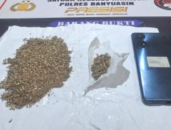 Operasi Undercover Buy Dipimpin Unit Satu Ipda Rio, Polres Banyuasin Jaring Dua Bersaudara Pengedar Ganja di Betung, 37,34 Gram Disita