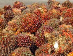 Harga TBS Sawit Kalbar Periode II April 2026 Rp3.827/Kg