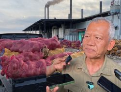 Industri Porang Butuh 60 Ton Bahan Baku per Hari, Lombok Timur Perkuat Hulu Produksi