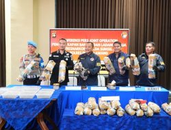 Polda Sumsel Bongkar Sindikat Ladang Ganja 20 Hektar di Empat Lawang, 220 Kg Ganja Disita