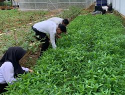 Pegawai dan Peserta Magang Rutan Kelas I Palembang Panen Terong dan Kangkung di Area Ketahanan Pangan
