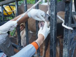 Pastikan Layak Sembelih, Pemkab Asahan Periksa 101 Hewan Qurban Jelang Idul Adha 1447 H