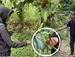Petani Vanili Lenek Duren Bertahan di Tengah Cuaca Tak Menentu dan Fluktuasi Harga