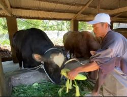 Peternak Lombok Timur Terpilih Sediakan Sapi Kurban Presiden