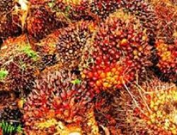 Harga TBS Sawit Kalimantan Barat Periode I Mei 2026 Naik, Usia Tanaman 10–20 Tahun Capai Rp3.683,89 per Kg