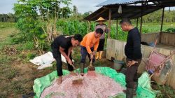 Dukung Ketahanan Pangan, Polsek Beduai Lakukan Pemupukan Jagung di Lahan Produktif