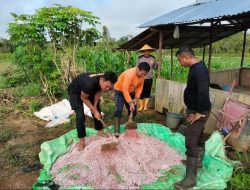 Dukung Ketahanan Pangan, Polsek Beduai Lakukan Pemupukan Jagung di Lahan Produktif