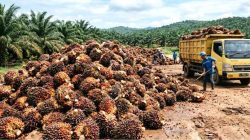 Harga TBS Sawit Kalbar Periode I Juni 2026 Usia Tanaman 10-20 Tahun Capai Rp3.182,65 per Kg